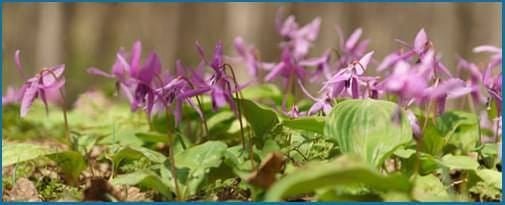 Corydalis - supports relief from inflammatory nerve discomfort