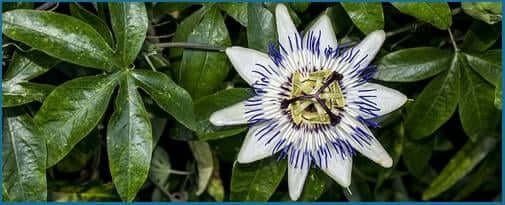 Passionflower - supports relaxation and calm nerve activity