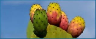 Prickly Pear - antioxidant support for nerve comfort
